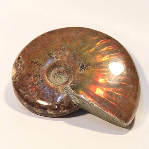 Amazon.co.jp: アンモナイト 化石 インテリア 古生物 fossil 原石 置物